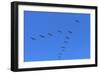 Pelicans in V Formation over Playa Guiones Beach-Rob Francis-Framed Photographic Print