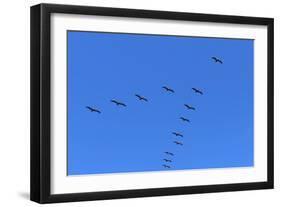 Pelicans in V Formation over Playa Guiones Beach-Rob Francis-Framed Photographic Print