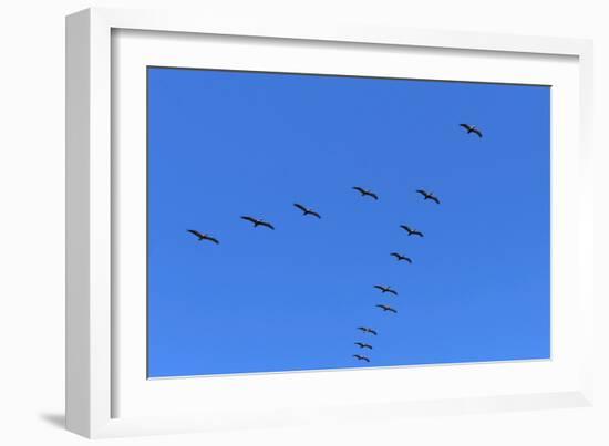 Pelicans in V Formation over Playa Guiones Beach-Rob Francis-Framed Photographic Print