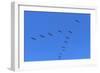 Pelicans in V Formation over Playa Guiones Beach-Rob Francis-Framed Photographic Print
