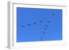 Pelicans in V Formation over Playa Guiones Beach-Rob Francis-Framed Photographic Print