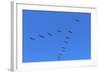 Pelicans in V Formation over Playa Guiones Beach-Rob Francis-Framed Photographic Print