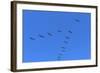 Pelicans in V Formation over Playa Guiones Beach-Rob Francis-Framed Photographic Print