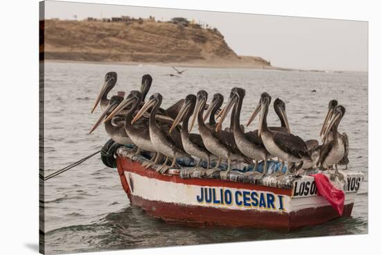 Pelicans on fishing boat in Los Organos village near Mancora, Peru.-Michael DeFreitas-Stretched Canvas