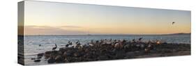 Pelicans on rocks in La Paz, Baja California Sur, Mexico-null-Stretched Canvas