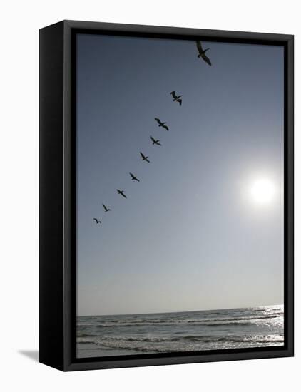 Pelicans Pass over Boca Chica, Texas-Eric Gay-Framed Stretched Canvas