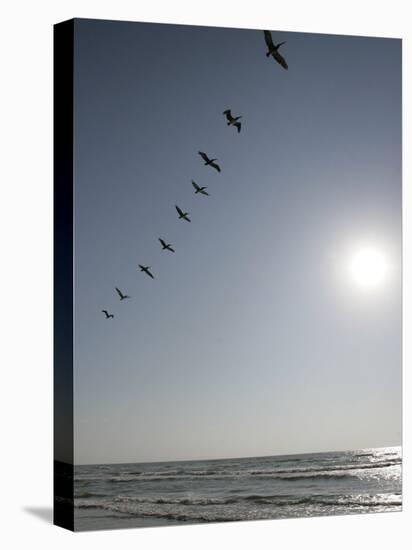 Pelicans Pass over Boca Chica, Texas-Eric Gay-Stretched Canvas