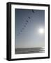 Pelicans Pass over Boca Chica, Texas-Eric Gay-Framed Photographic Print