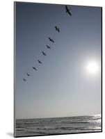 Pelicans Pass over Boca Chica, Texas-Eric Gay-Mounted Photographic Print
