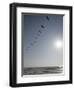 Pelicans Pass over Boca Chica, Texas-Eric Gay-Framed Photographic Print