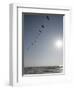 Pelicans Pass over Boca Chica, Texas-Eric Gay-Framed Photographic Print