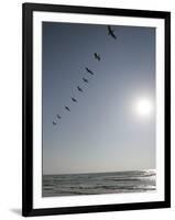 Pelicans Pass over Boca Chica, Texas-Eric Gay-Framed Photographic Print