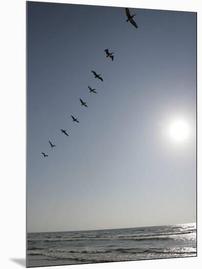 Pelicans Pass over Boca Chica, Texas-Eric Gay-Mounted Photographic Print