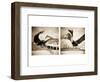 Pelicans St Petersburg, 1-Theo Westenberger-Framed Photographic Print