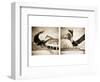 Pelicans St Petersburg, 1-Theo Westenberger-Framed Photographic Print