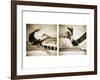 Pelicans St Petersburg, 1-Theo Westenberger-Framed Photographic Print