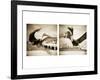 Pelicans St Petersburg, 1-Theo Westenberger-Framed Photographic Print