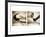 Pelicans St Petersburg, 1-Theo Westenberger-Framed Photographic Print