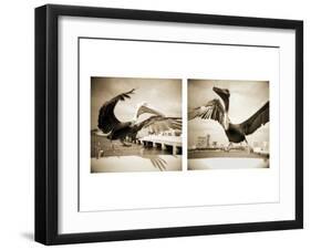 Pelicans St Petersburg, 1-Theo Westenberger-Framed Photographic Print