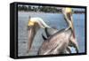 Pelicans Two-Robert Goldwitz-Framed Stretched Canvas