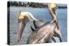 Pelicans Two-Robert Goldwitz-Stretched Canvas