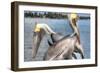 Pelicans Two-Robert Goldwitz-Framed Photographic Print