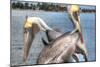 Pelicans Two-Robert Goldwitz-Mounted Photographic Print