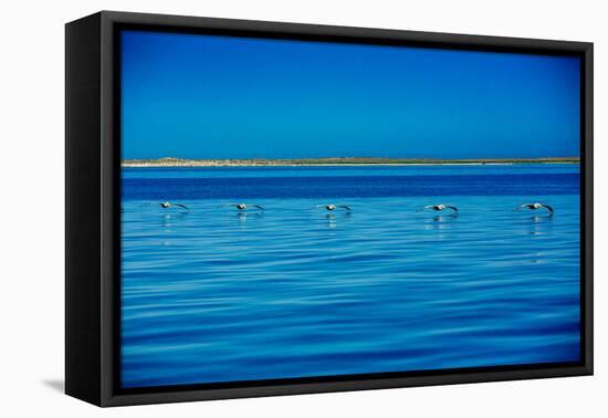 Pelicans, Whale Watching, Magdalena Bay, Mexico, North America-Laura Grier-Framed Stretched Canvas