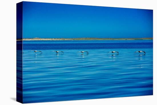 Pelicans, Whale Watching, Magdalena Bay, Mexico, North America-Laura Grier-Stretched Canvas