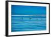 Pelicans, Whale Watching, Magdalena Bay, Mexico, North America-Laura Grier-Framed Photographic Print