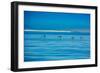 Pelicans, Whale Watching, Magdalena Bay, Mexico, North America-Laura Grier-Framed Photographic Print