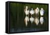 Pelicans-null-Framed Stretched Canvas