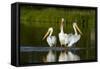 Pelicans-null-Framed Stretched Canvas