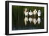 Pelicans-null-Framed Photographic Print