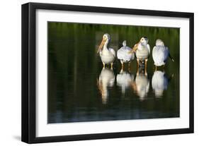 Pelicans-null-Framed Photographic Print