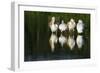 Pelicans-null-Framed Photographic Print