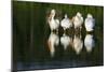 Pelicans-null-Mounted Photographic Print