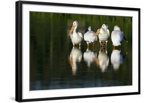 Pelicans-null-Framed Photographic Print