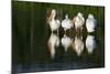 Pelicans-null-Mounted Photographic Print