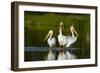 Pelicans-null-Framed Photographic Print