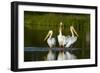 Pelicans-null-Framed Photographic Print