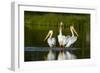 Pelicans-null-Framed Photographic Print