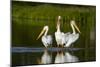 Pelicans-null-Mounted Photographic Print