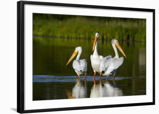 Pelicans-null-Framed Photographic Print