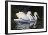 Pelicans-Michael Budden-Framed Giclee Print