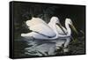 Pelicans-Michael Budden-Framed Stretched Canvas