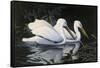 Pelicans-Michael Budden-Framed Stretched Canvas