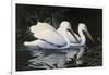 Pelicans-Michael Budden-Framed Giclee Print