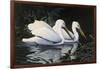 Pelicans-Michael Budden-Framed Giclee Print