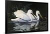 Pelicans-Michael Budden-Framed Giclee Print